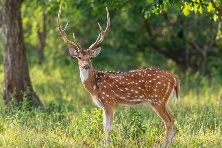 Axis deer with white spots standing in a green woodland habitat